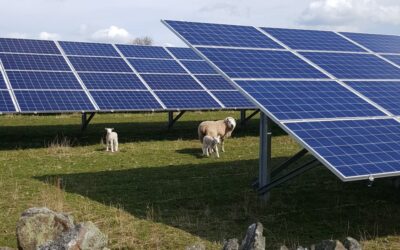 Solar panels in a green field with sheep and lambs nearby