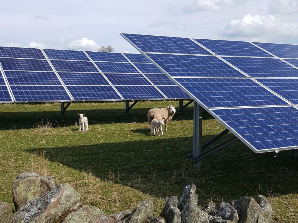 Solar panels in a green field with sheep and lambs nearby
