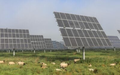 Solar panels on poles with grazing sheep nearby
