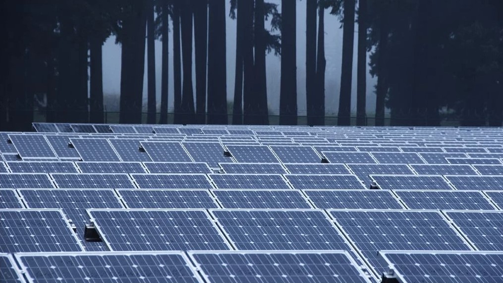 Solar panels in front of a forest of shadowy trees