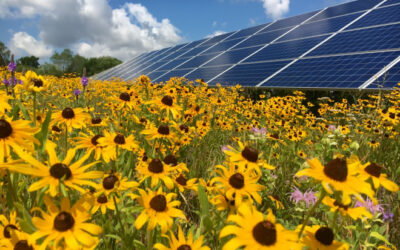 Yellow flowers under a blue sky in front of solar panels